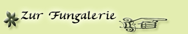 fungalerie