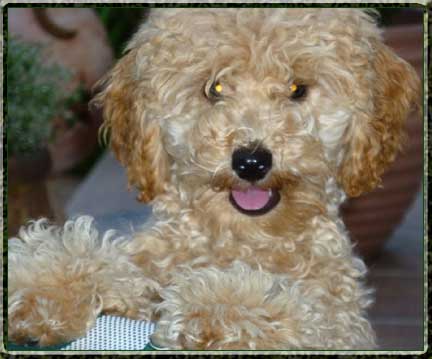 iwurf-ischantiboomer